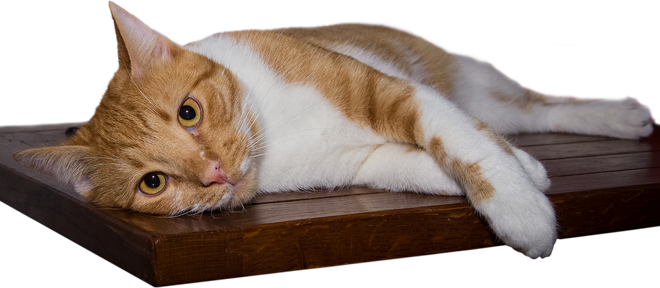 Relaxed Orange Tabby Caton Wooden Plank