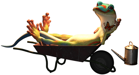 Relaxing Geckoin Wheelbarrow