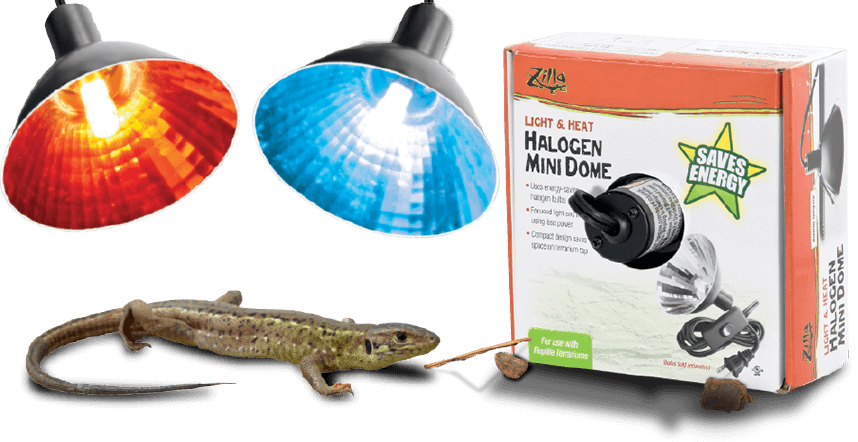 Reptile Heating Lampsand Gecko