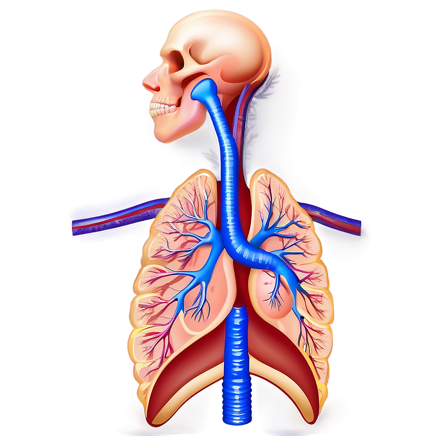 Respiratory System Diagram Png Kks95