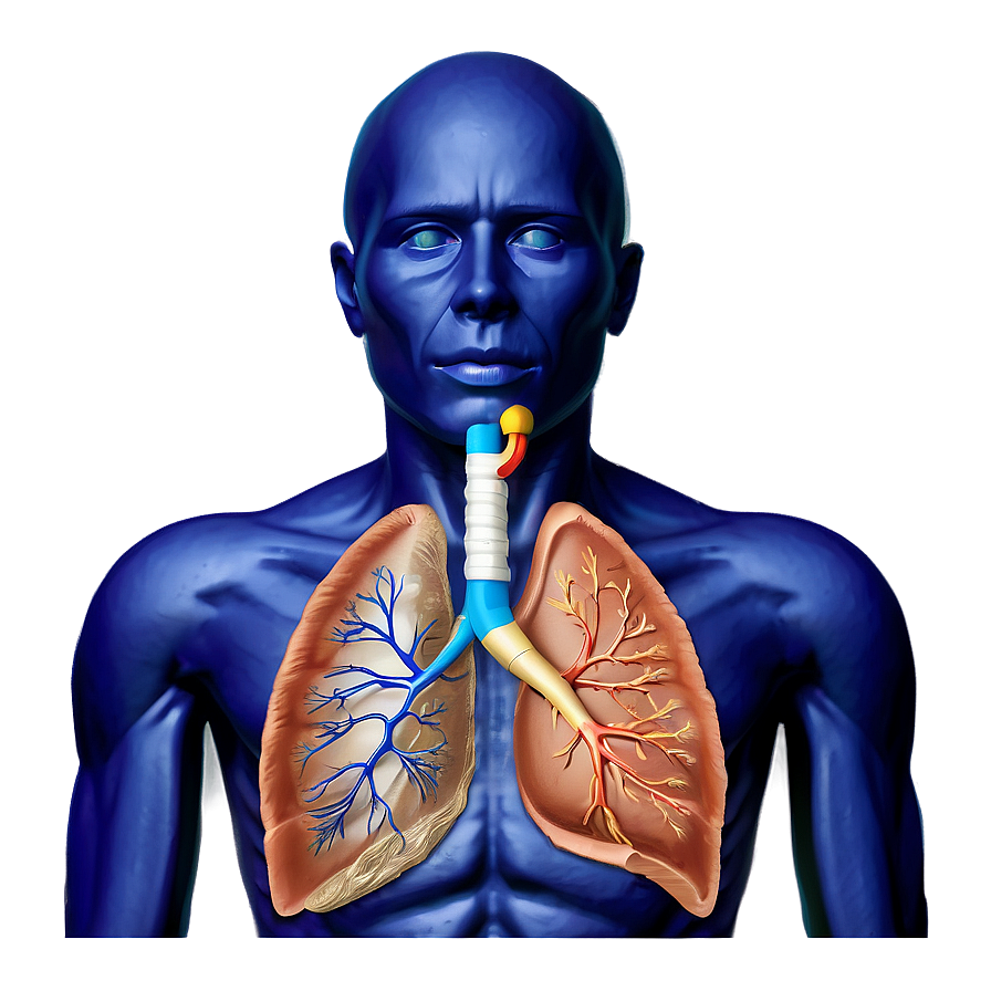 Respiratory System Parts Labeled Png Pcx