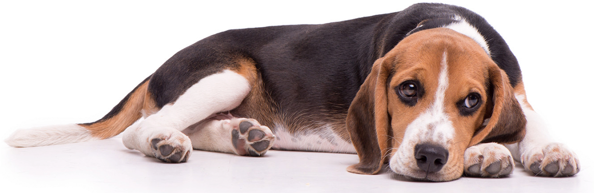 Resting Beagle Artistic Filter