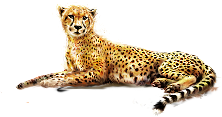 Resting Cheetah Transparent Background