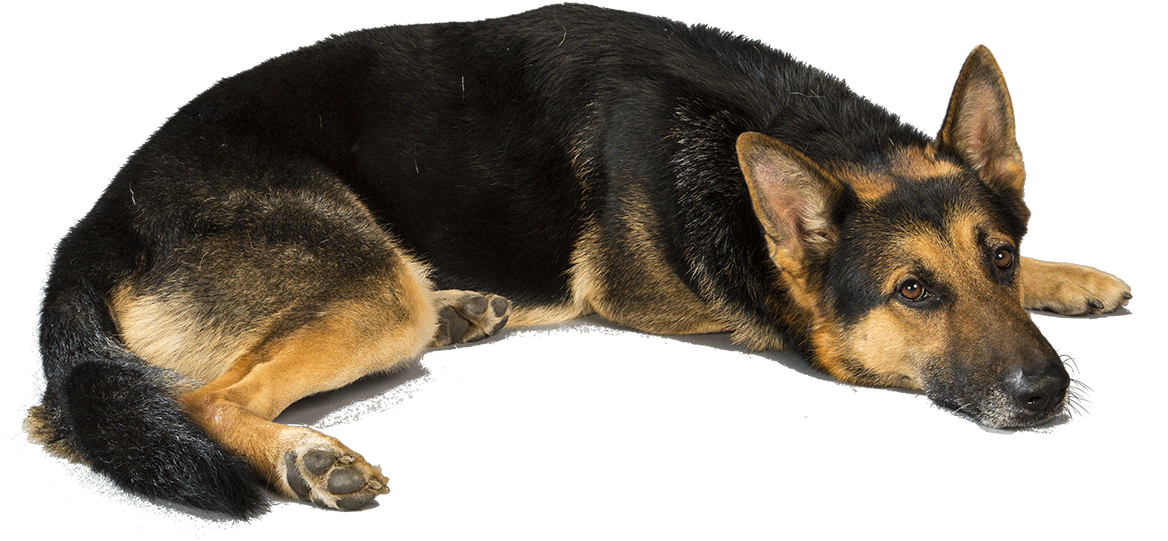 Resting German Shepherd Transparent Background.png