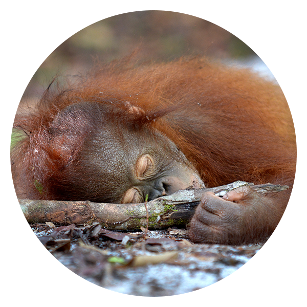 Resting Orangutan Naptime