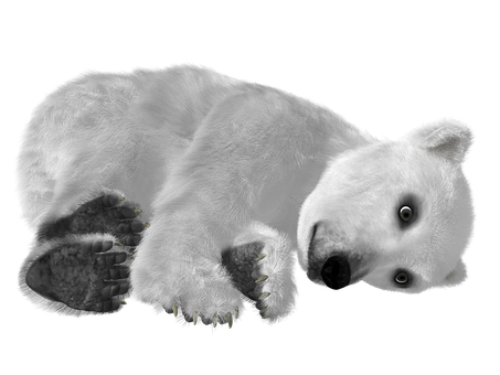 Resting Polar Bear Black Background.jpg