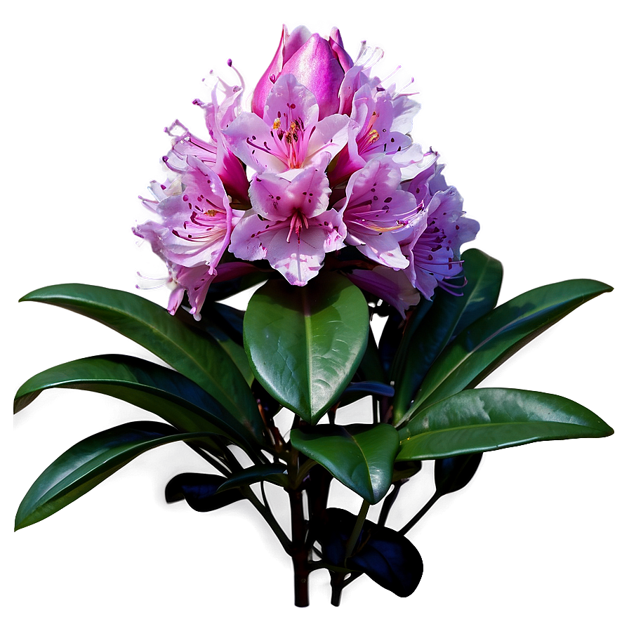 Rhododendron A