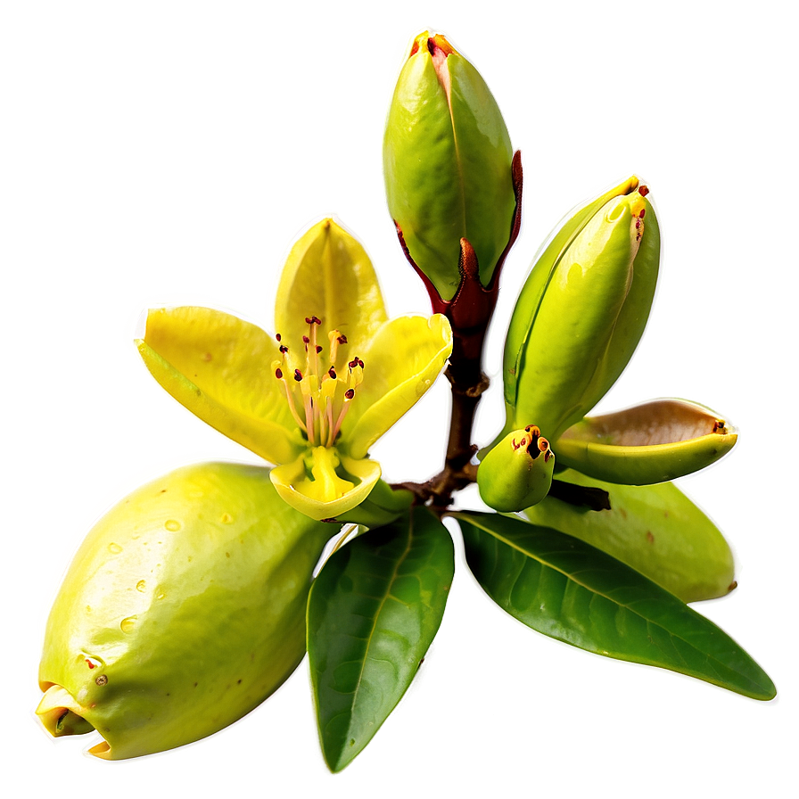 Rhododendron Buds Png 06282024