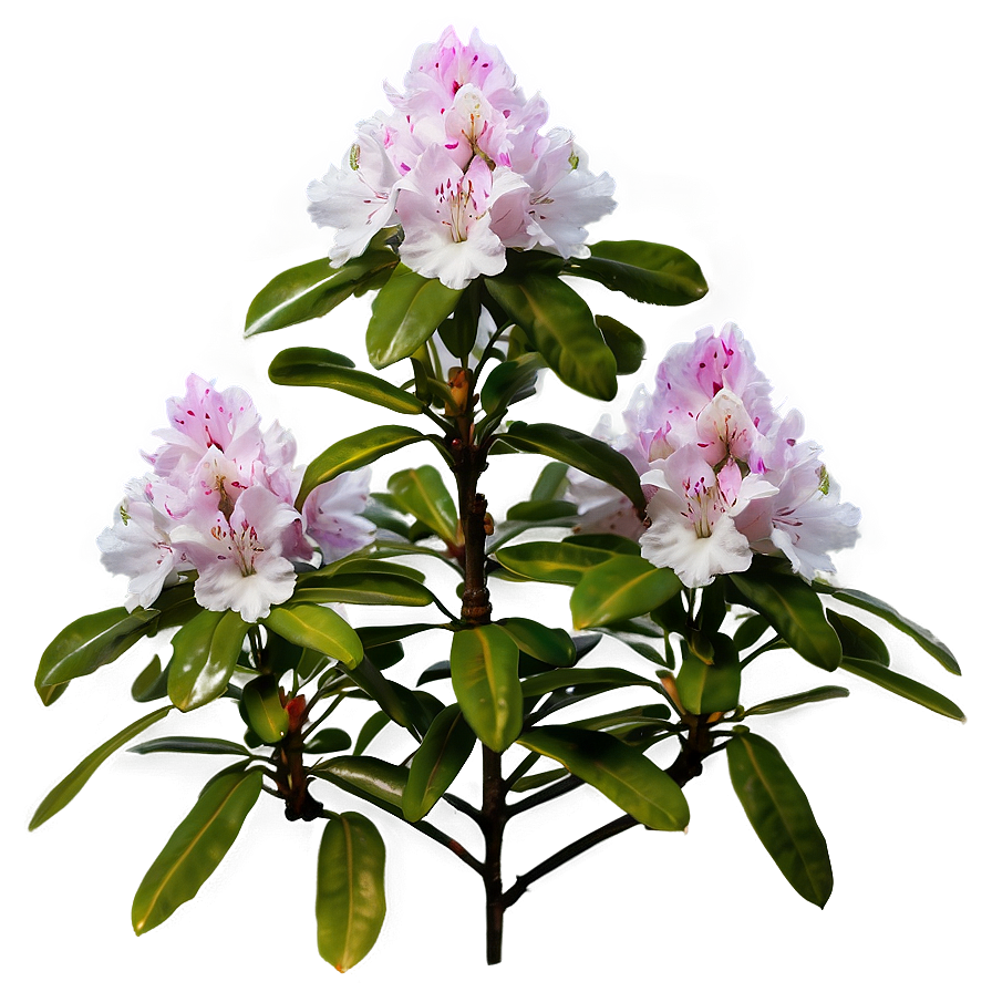 Rhododendron Flower Bush Png 33