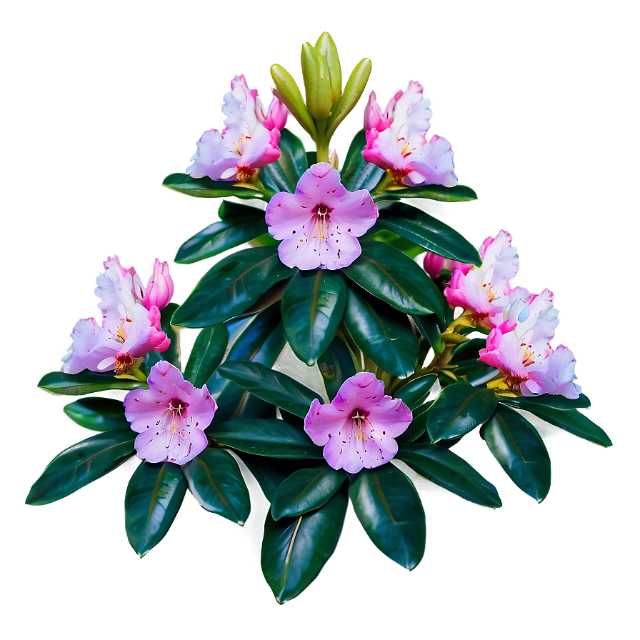 Rhododendron Flower Bush Png 37