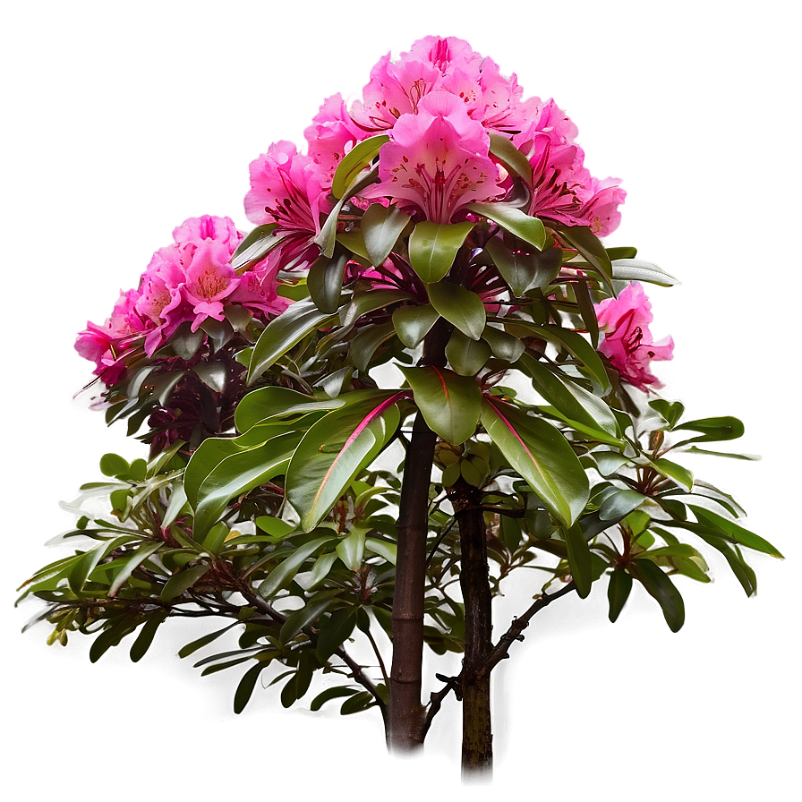 Rhododendron Garden Png Qqe