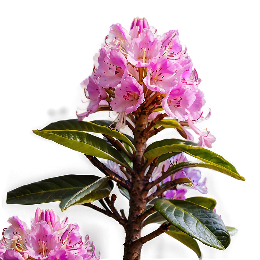 Rhododendron Hive Png Oxp