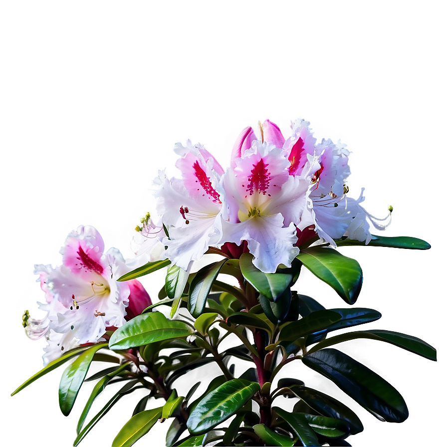 Rhododendron In Bloom Png Fqo