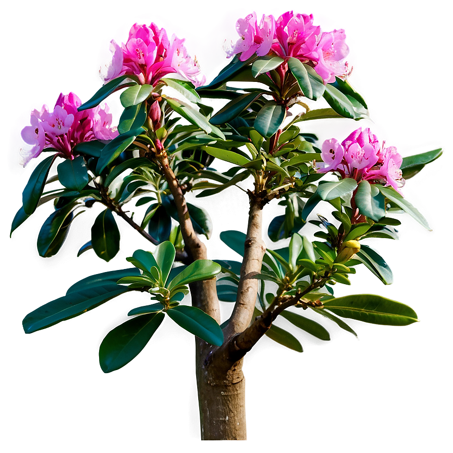 Rhododendron In Bloom Png Wbn30