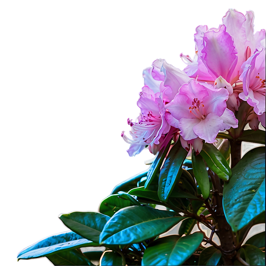 Rhododendron Sunset Png 06282024