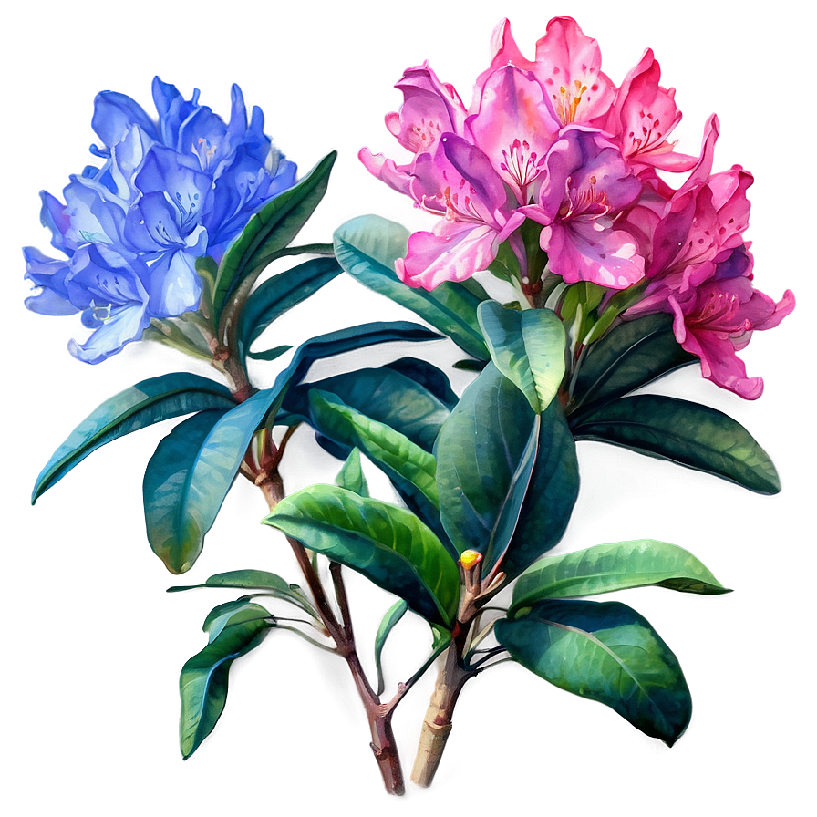 Rhododendron Watercolor Png 77