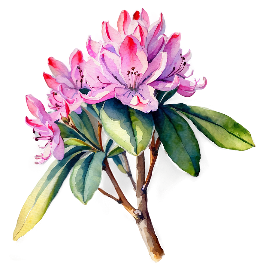 Rhododendron Watercolor Png Ura