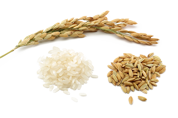 Rice Grain Comparison