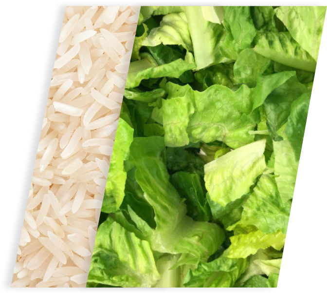 Riceand Lettuce Divided Image