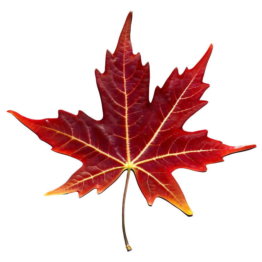 Rich Red Maple Leaf Png 05062024