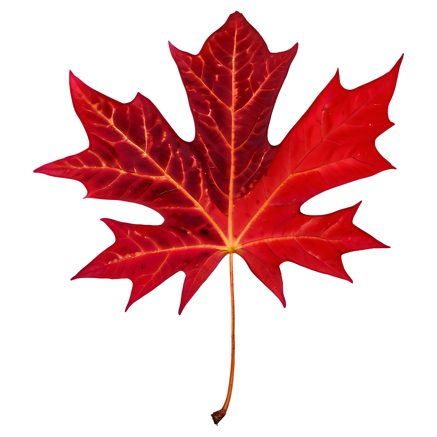 Rich Red Maple Leaf Png Uch