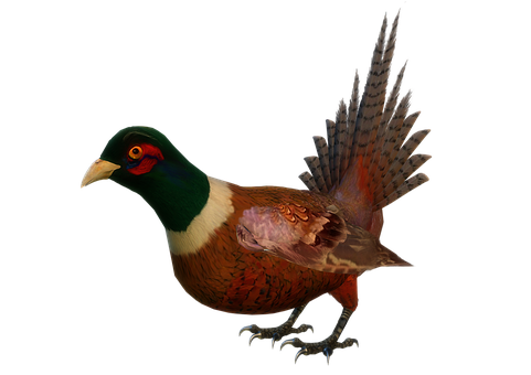 Ringnecked Pheasant Portrait