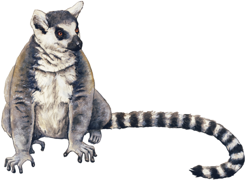 Ringtail_ Possum_ Illustration