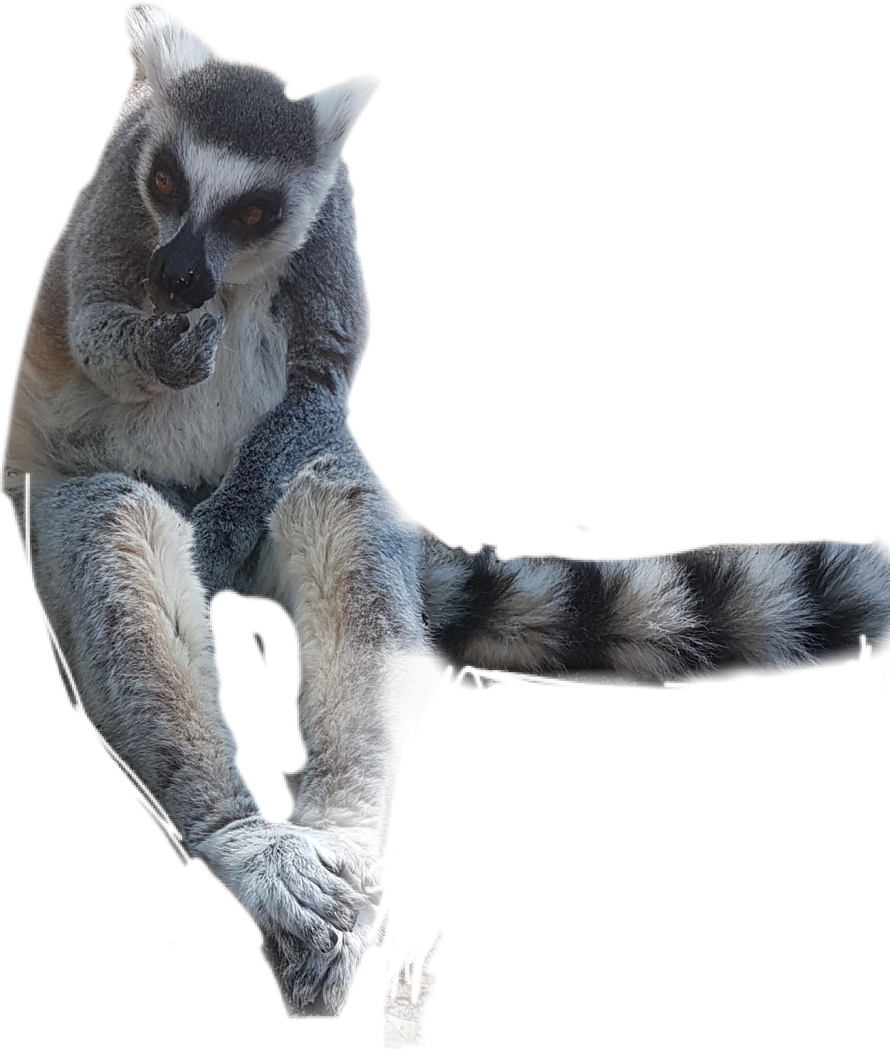 Ringtailed Lemur Perched