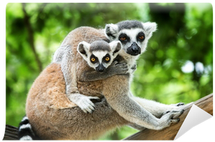 Ringtailed Lemurs Together