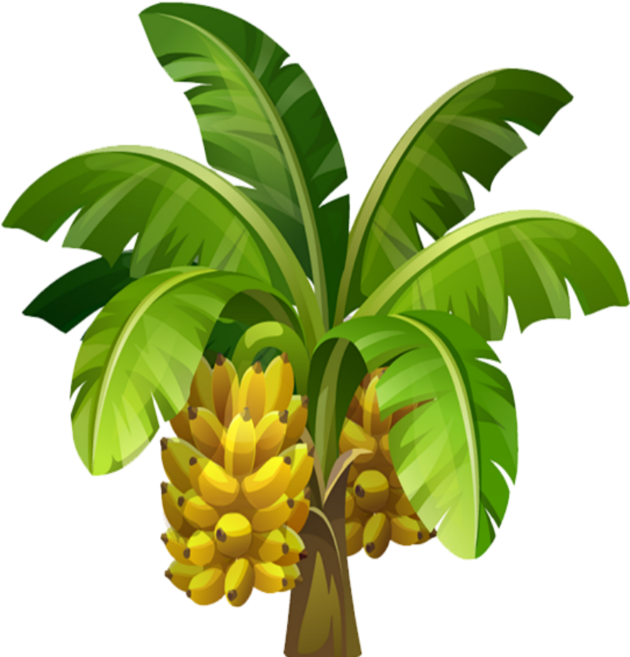 Ripe Bananason Tree Illustration