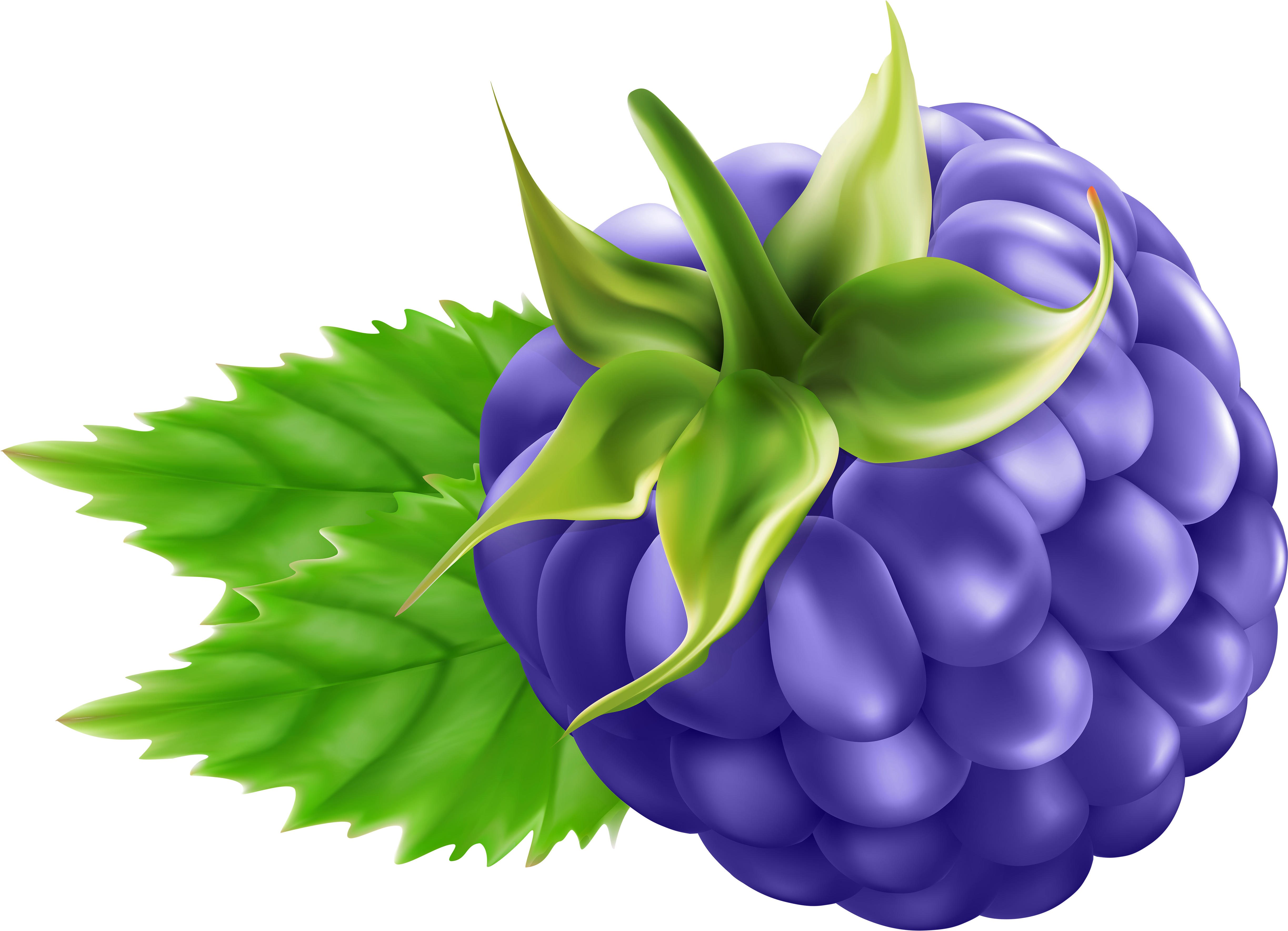 Ripe Blackberry Illustration