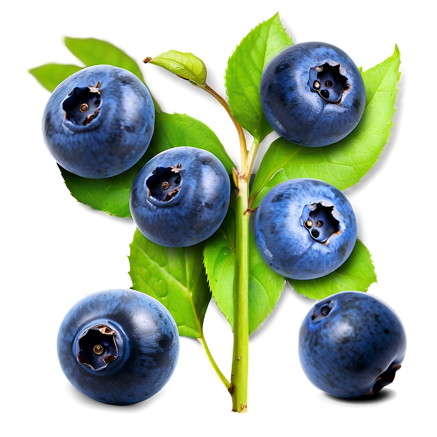 Ripe Blueberries Png 05242024