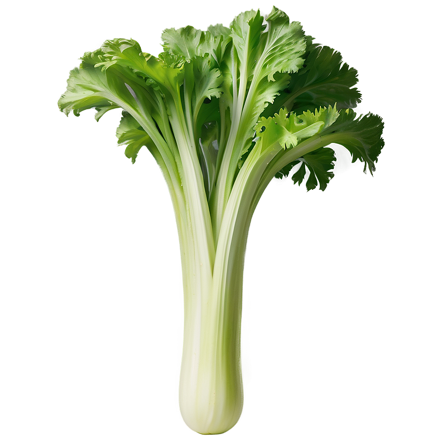 Ripe Celery Png 66