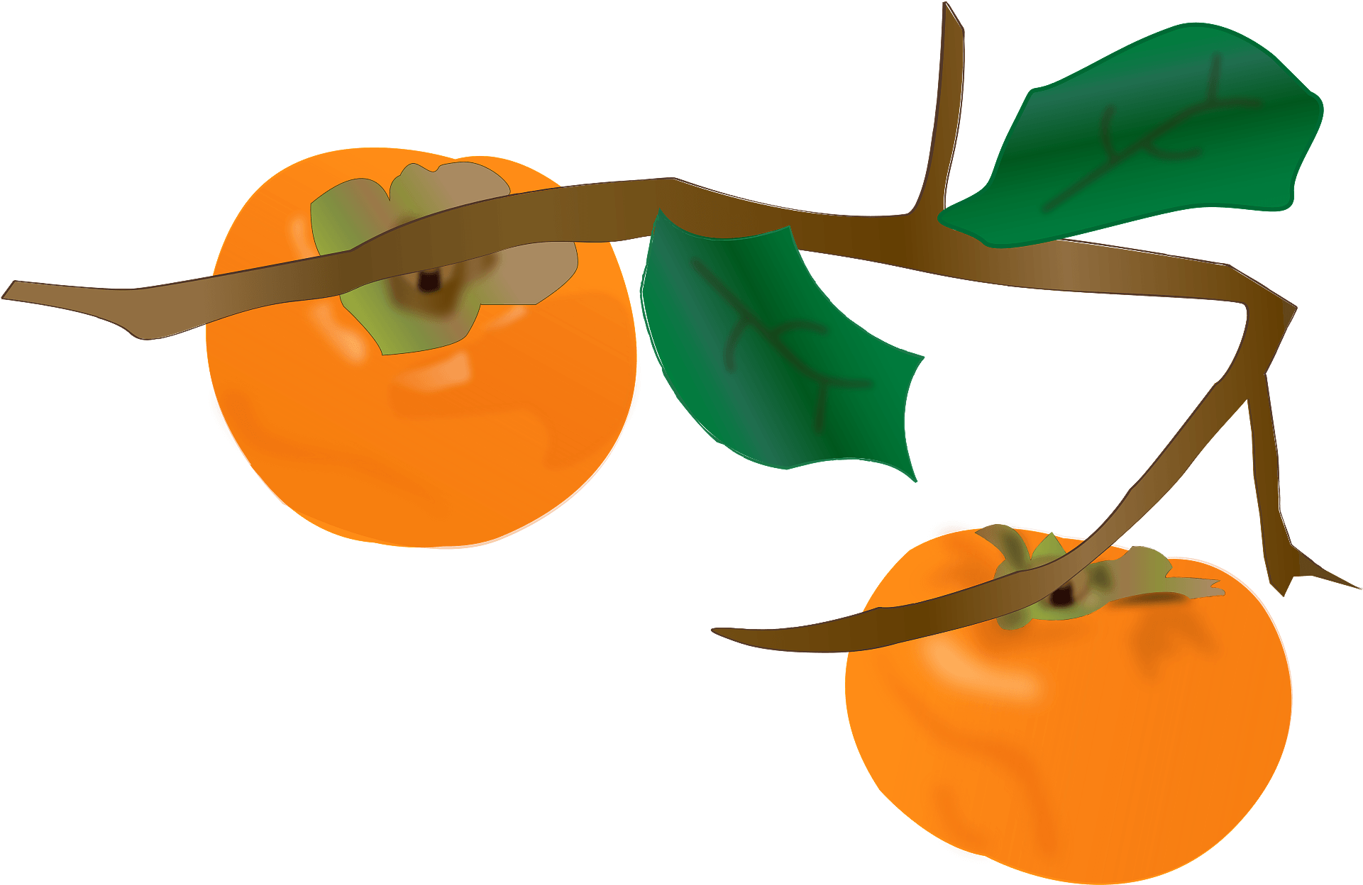 Ripe Persimmonson Branch