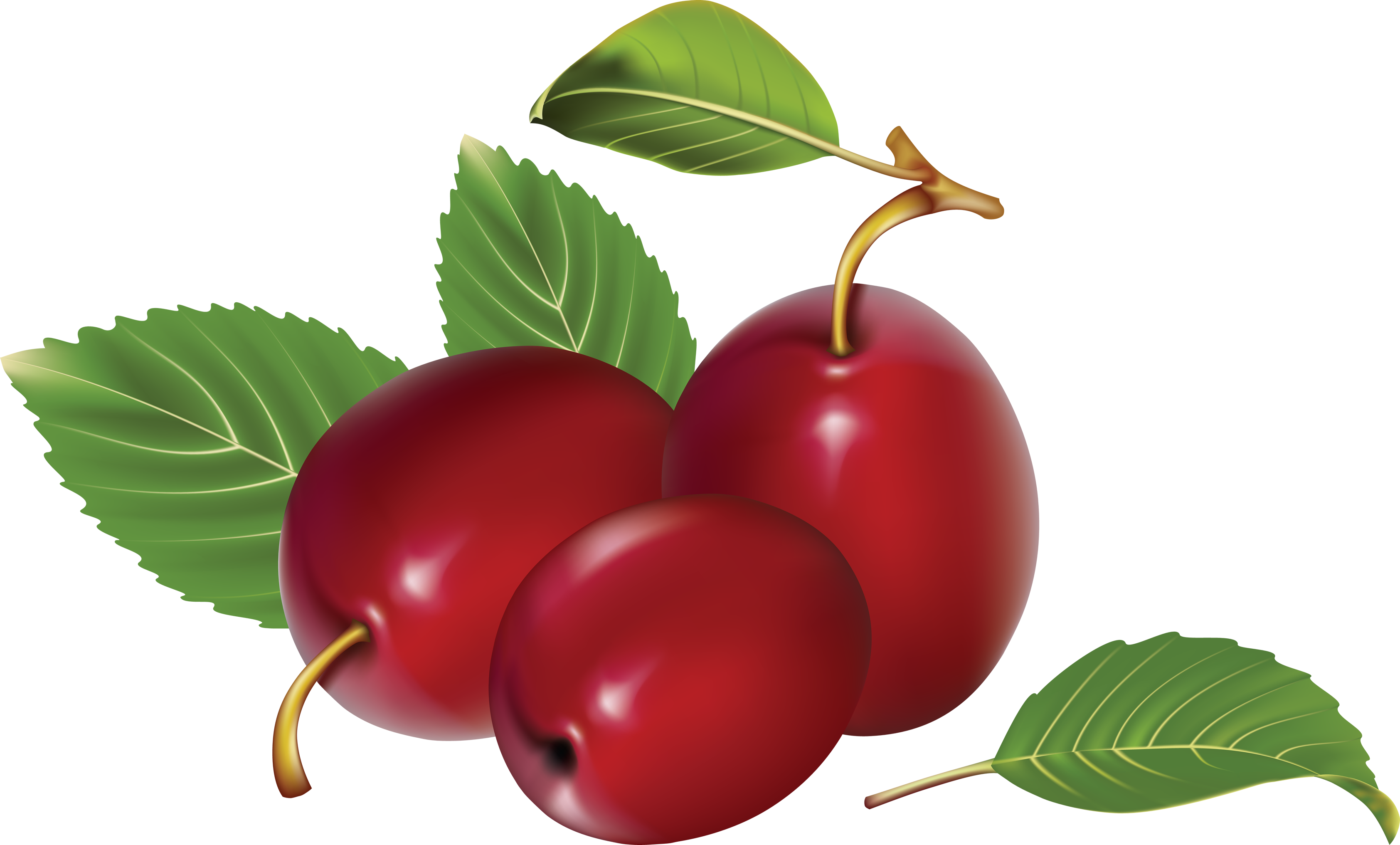 Ripe Plums Illustration