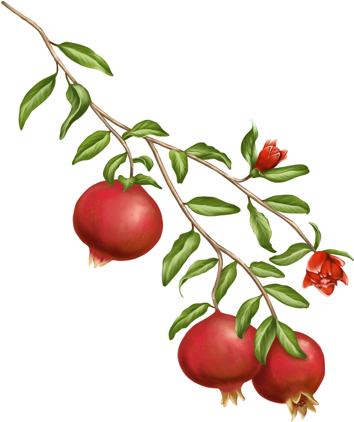 Ripe Pomegranate Branch Illustration