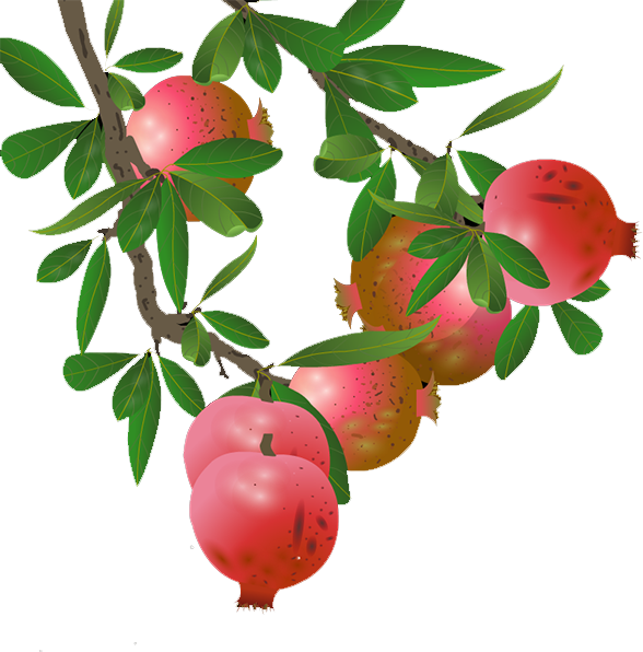 Ripe Pomegranateson Branch