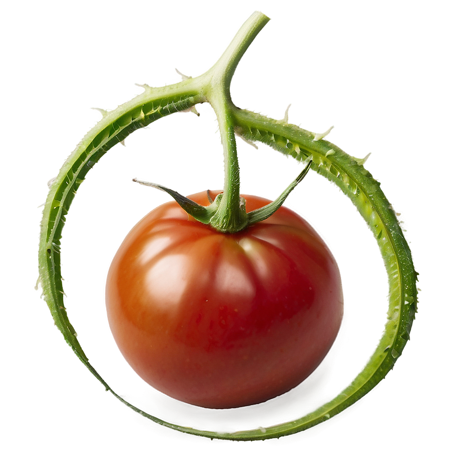 Ripe Red Tomato Png 59