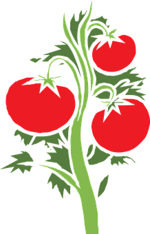 Ripe Tomatoeson Vine