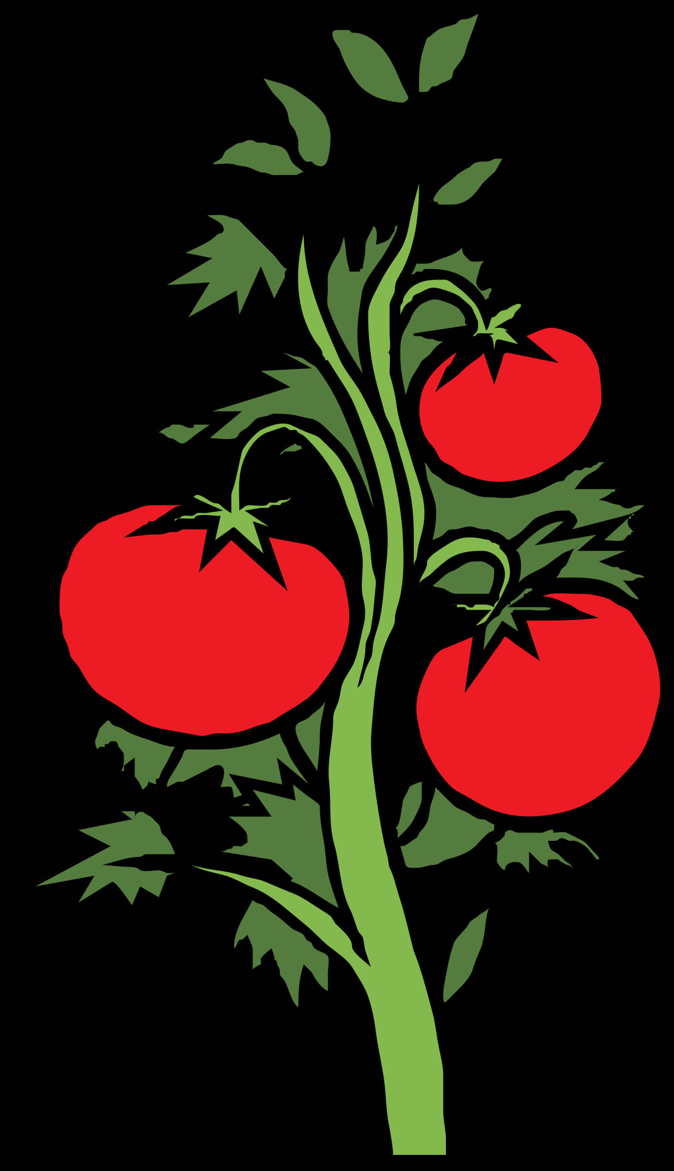 Ripe Tomatoeson Vine Illustration