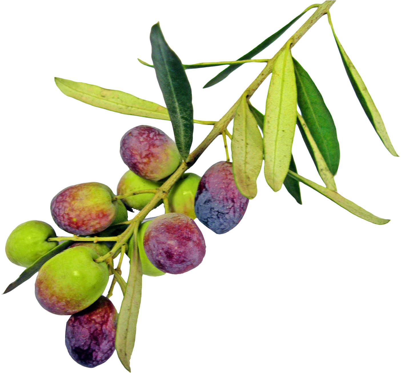 Ripening Olive Branch