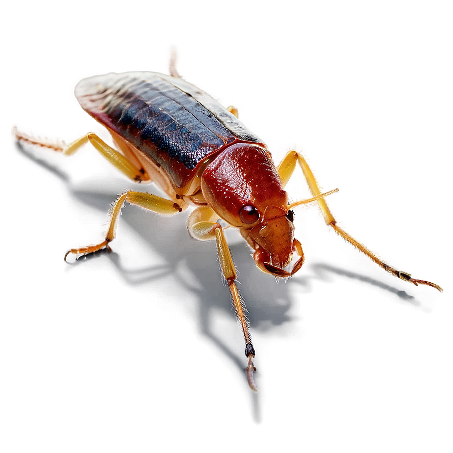 Roach Pest Png 05242024