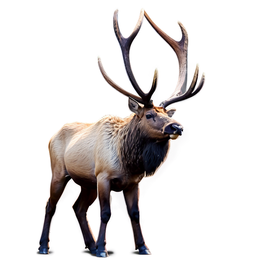 Rocky Mountain Elk Png 51