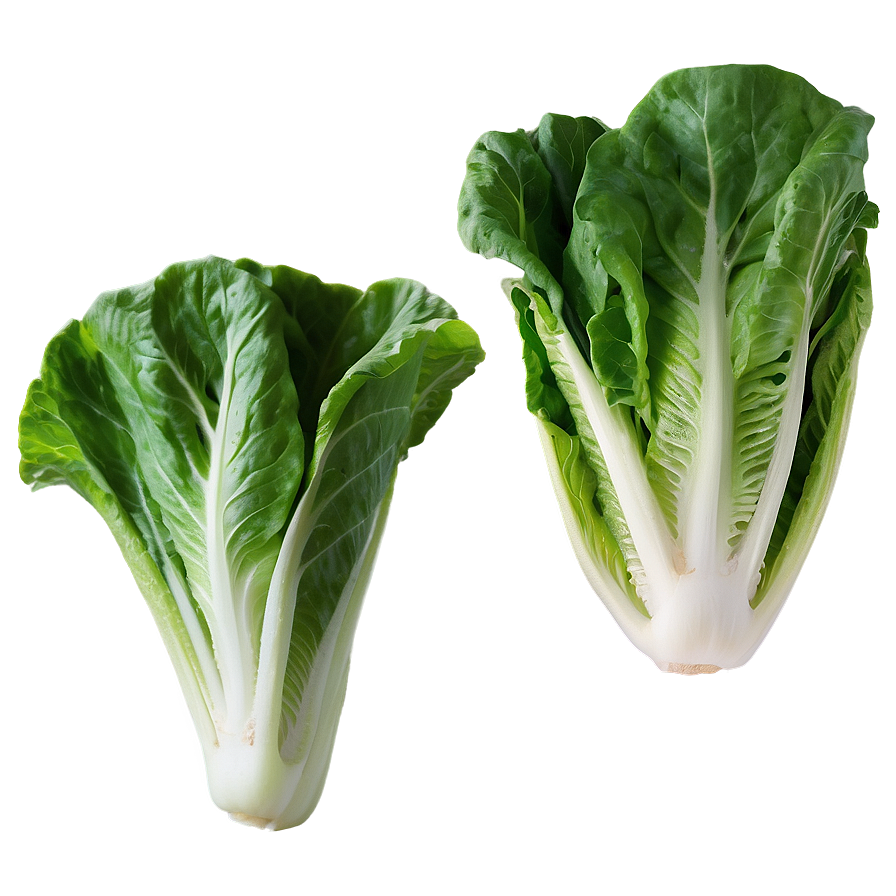 Romaine Lettuce Png 05242024