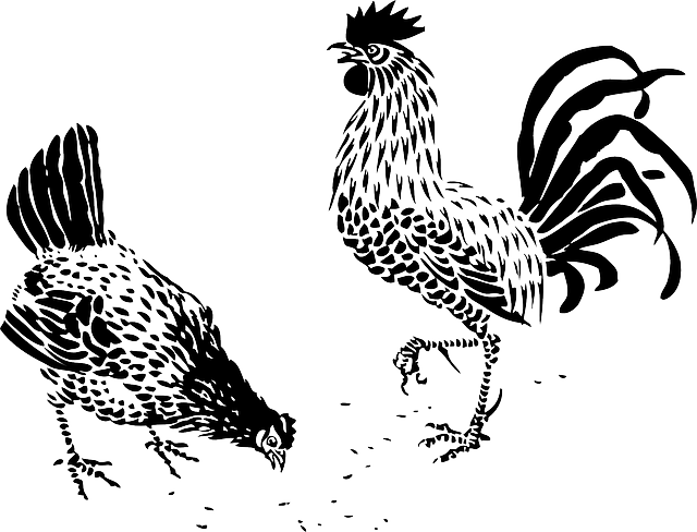 Roosterand Hen Feeding Illustration