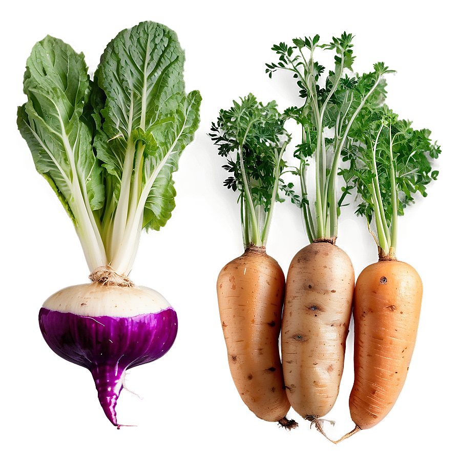 Root Vegetables Png 05242024