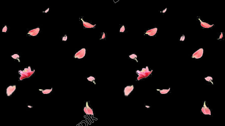 Rose Petals Fallingon Black Background