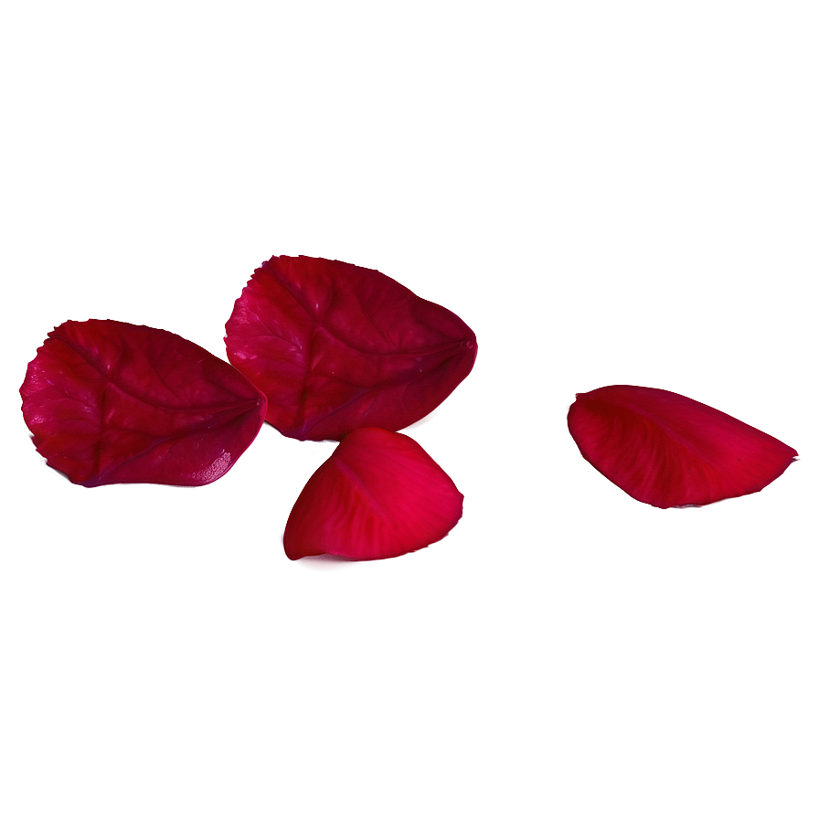 Rose Petals Isolated Png 05252024