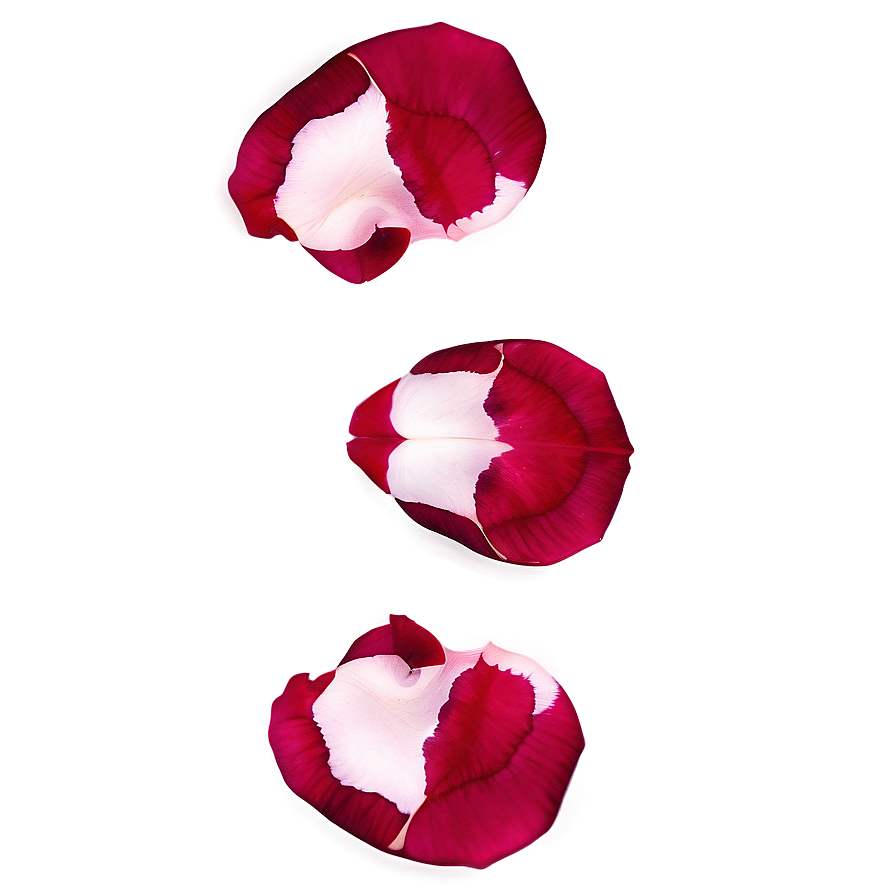 Rose Petals Texture Png Qgm33