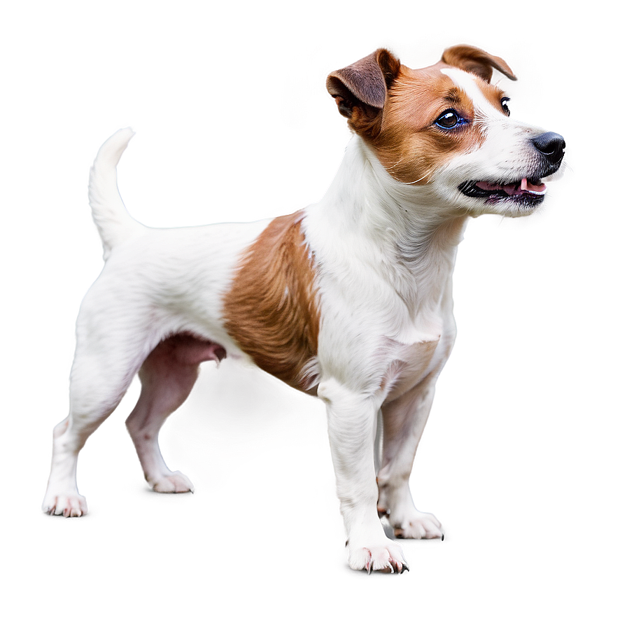 Rough Coat Jack Russell Png Dvc